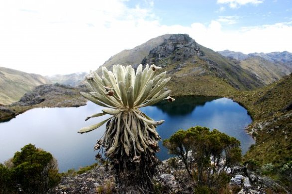 paramo de santurban